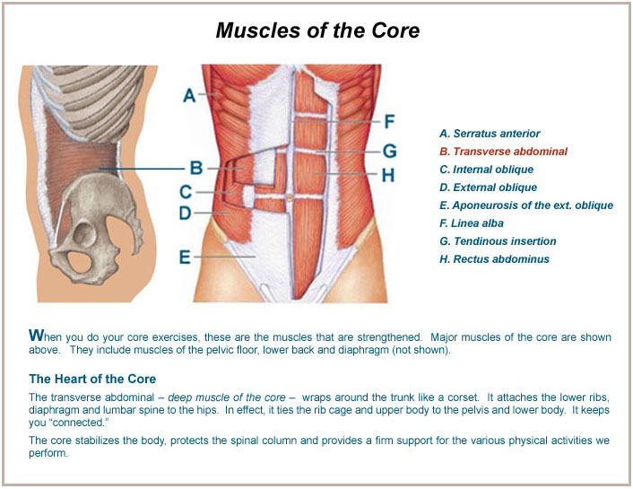 The anatomy of human core muscles. Learn how to strengthen these muscles and the benefits from doing so for your health and body!